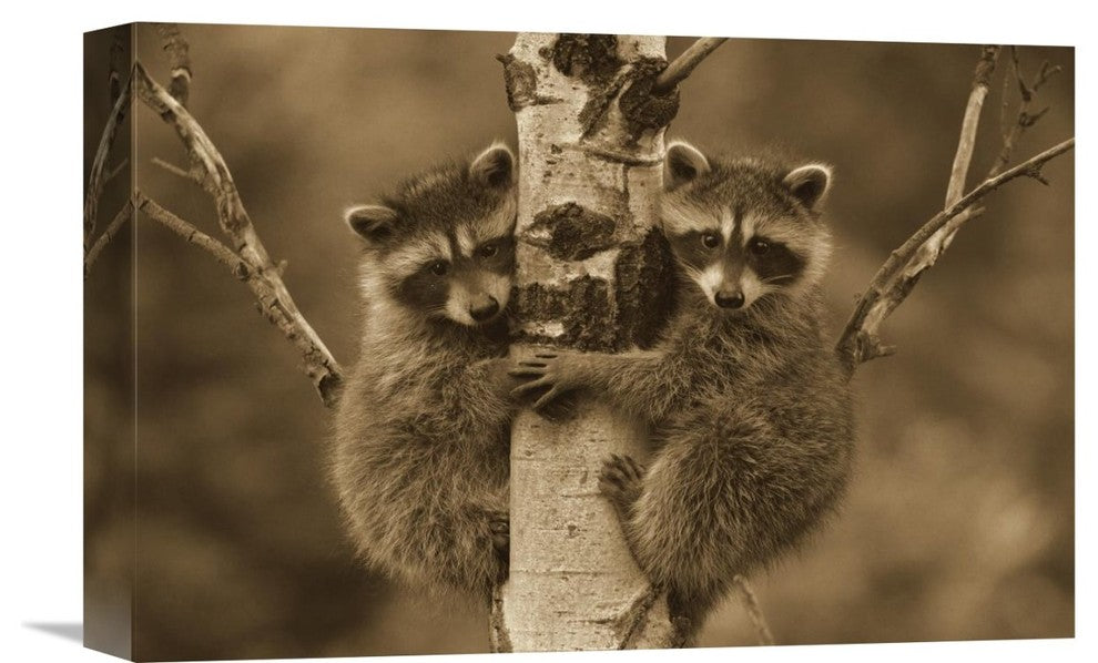 "Raccoon Two Babies Climbing Tree, North America - Sepia" Artwork, 16" x 12"