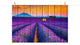 Faux Wood Lavender Fields and Sunset Landscape Unframed Wall Art Prints, 12" X 18"