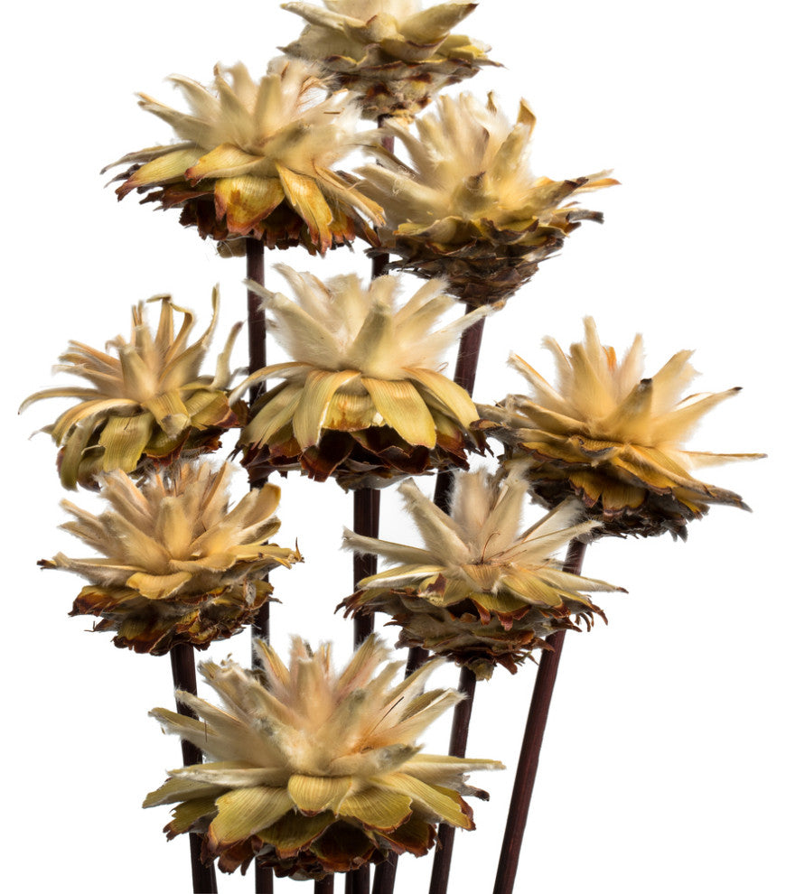 Vickerman 20" Plumosum Head attached to a Brown Stem, Dried 9 Stems