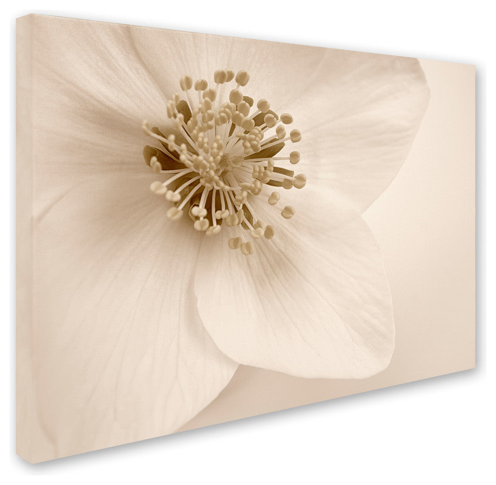 Cora Niele ''Hellebore Christmas Rose'' Canvas Art