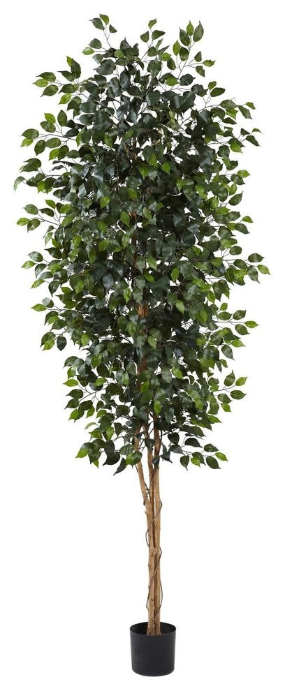 8' Ficus Tree, Green