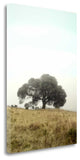 "Oak Tree - 52" By Alan Blaustein, Giclee Print on Gallery Wrap Canvas