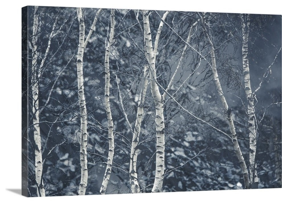 "Winter Birches" Wrapped Canvas Art Print, 36"x24"x1.5"