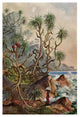 "Pandanus bei Matura Schraubenpalmen an der Sï¿½dkï¿½ste von Ceylon" Print, 14"x20"