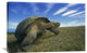 "Galapagos Tortoise, Isabella Island, Galapagos Islands, Ecuador" Artwork