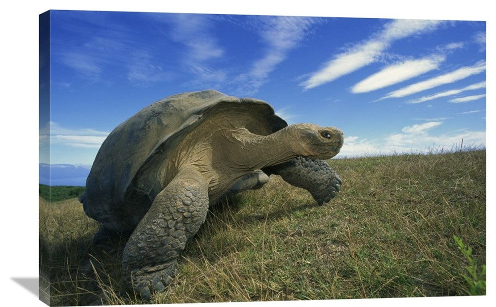 "Galapagos Tortoise, Isabella Island, Galapagos Islands, Ecuador" Artwork