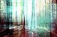 "Tree Rays" Fine Art Canvas Print, 24"x16"
