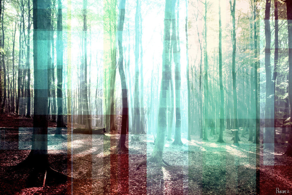 "Tree Rays" Fine Art Canvas Print, 24"x16"