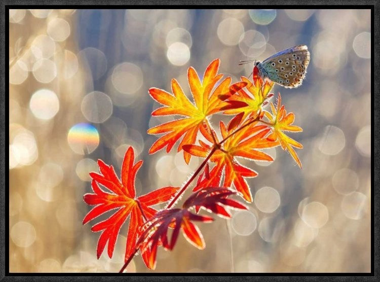"September Moments" Framed Canvas Giclee by Vajda Beci, 17x12"
