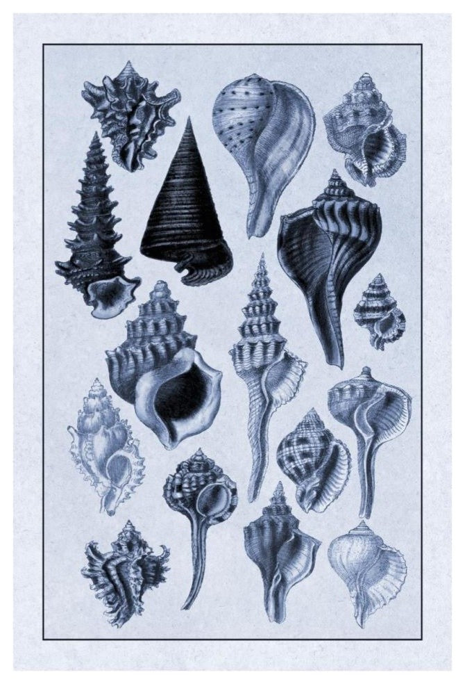 "Shells: Trachelipoda #4 (Blue)" Digital Paper Print by G.B. Sowerby, 26"x38"