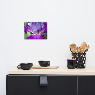 Glowing Iris Nature Photography, Floral Unframed Wall Art Print, 8" X 10"