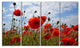 Bright Red Poppy Flowers Photo, Flower Artwork on Canvas, 48"x28", 4 Panels