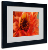 'Fiery Dahlia' Matted Framed Canvas Art by Kathy Yates