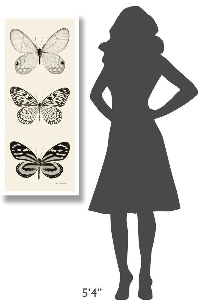 "Butterfly - BW Panel II" Digital Paper Print by Debra Van Swearingen, 18"x42"