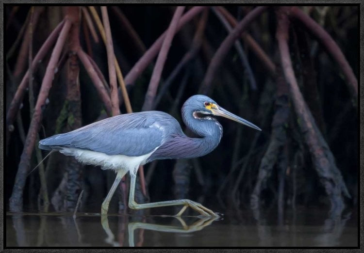 "Stalking In The Mangroves" Framed Canvas Giclee by Greg Barsh, 23x16"