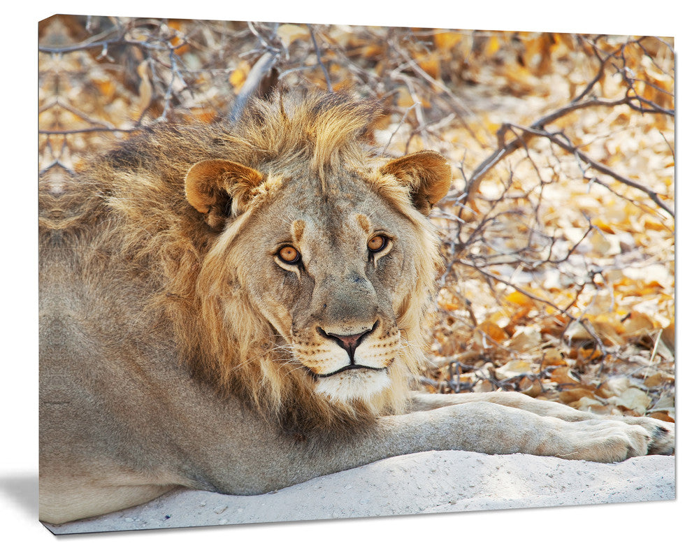 Solitary Lion Taking Rest in Forest, African Canvas Art Print, 40"x30"