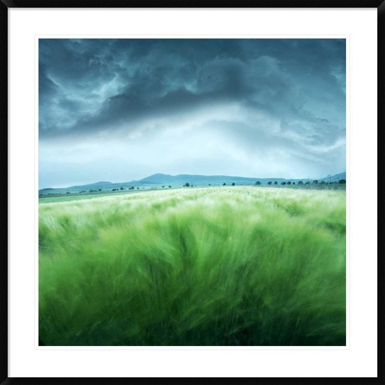 "Barley Field" Framed Digital Print by Floriana Barbu, 38"x38"