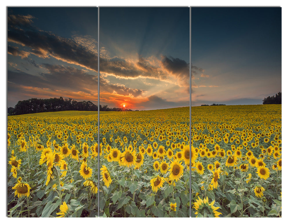 Sunflower Sunset with Cloudy Sky, Landscape Triptych Canvas Art, 36x28, 3 Panels