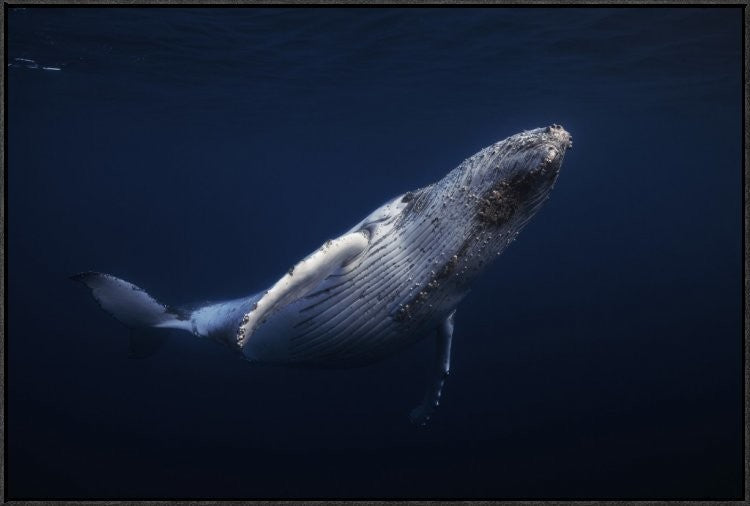 "Humpback Whale" Framed Canvas Giclee by Barathieu Gabriel, 37x25"