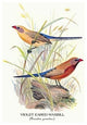 Violet Eared Waxbill - Canvas Poster 20" x 30"
