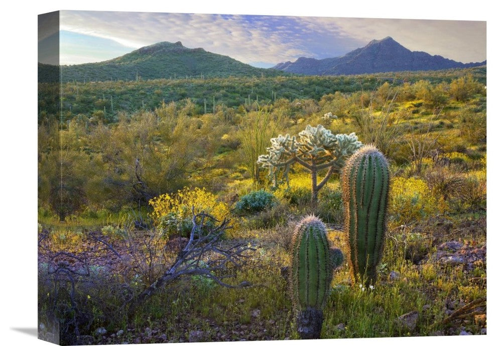 "Ajo Mountains, Sonoran Desert, Arizona" Artwork