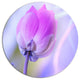 Single Lotus Flower, Modern Flower Round Wall Art, 11"