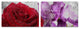 Roses are Red, Violets are Blue II Canvas Wall Art, 2-Piece Set