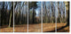 Fall Forest in Sunlight and Shadows, Modern Forest Canvas Art, 60"x28", 5 Panels