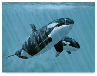 Ron Parker 'Mother And Son Orcas' Canvas Art, 19"x14"