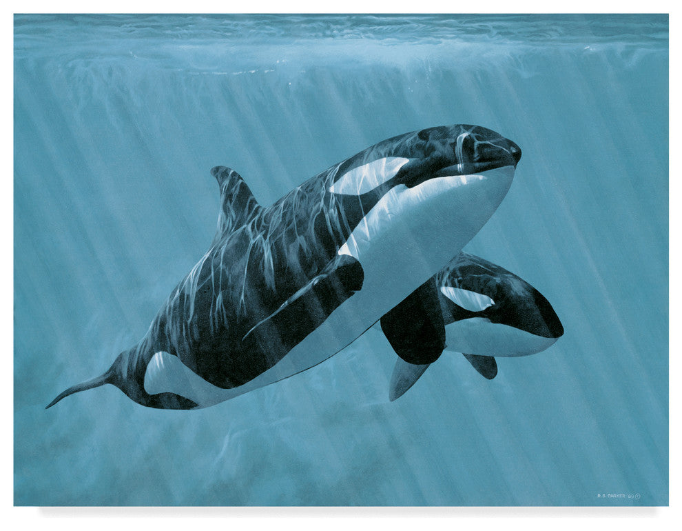 Ron Parker 'Mother And Son Orcas' Canvas Art, 19"x14"