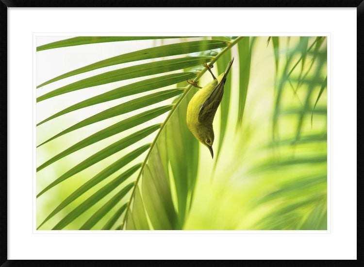 "50 Shades Of Green" Framed Digital Print by Daniele Bariviera, 38"x28"