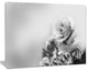 Black and White Rose in Spring., Floral Canvas Art Print, 20"x12"