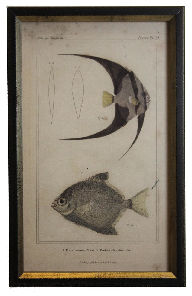 Black Tropical Fish, Shadowbox