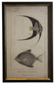 Black Tropical Fish, Shadowbox