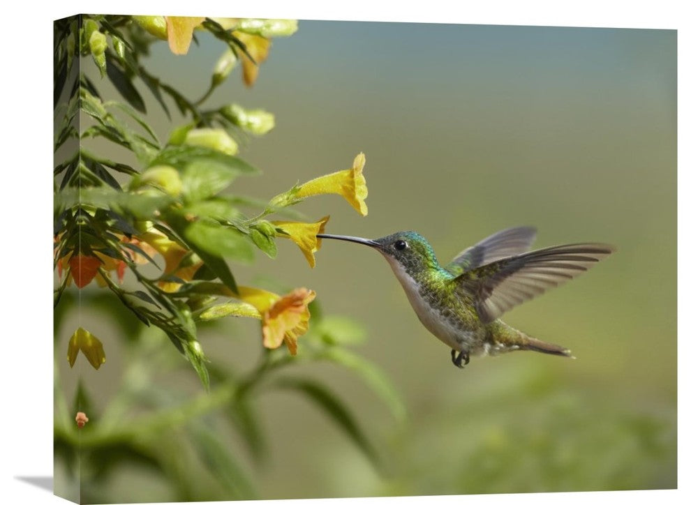"Andean Emerald Hummingbird Feeling On Yellow Flower, Ecuador" Artwork