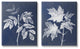Maple Leaf Elm Stem Vintage Blue White Illustration,2pc, each 16 x 20