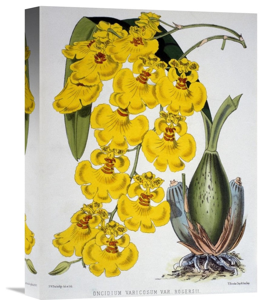 "Oncidium Varicosum Var. Rogers II" Canvas Giclee by Samuel Jennings, 12"x16"