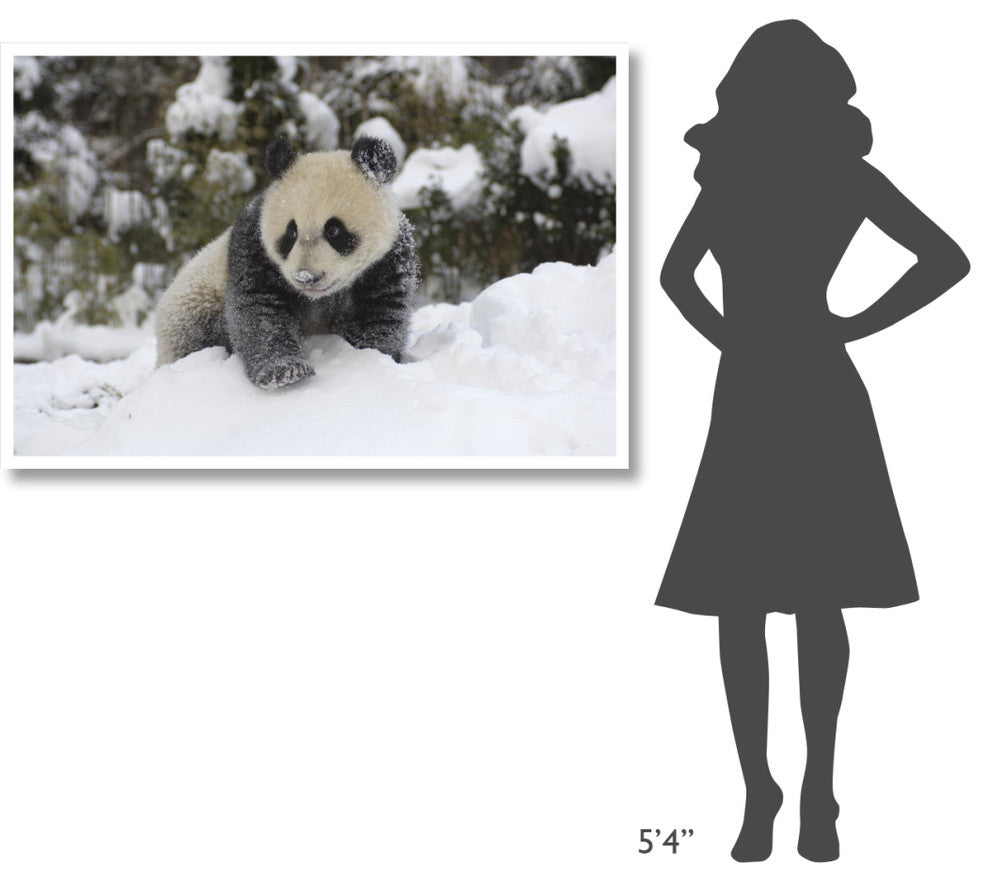 "Giant Panda cub playing in the snow, Wolong Nature Reserve" Paper Art, 50"x34"