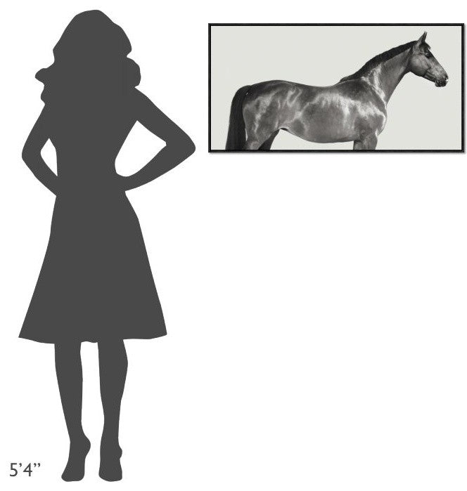"Kingsman Cavalier, English Thoroughbred"  by Pangea Images, 37x19"