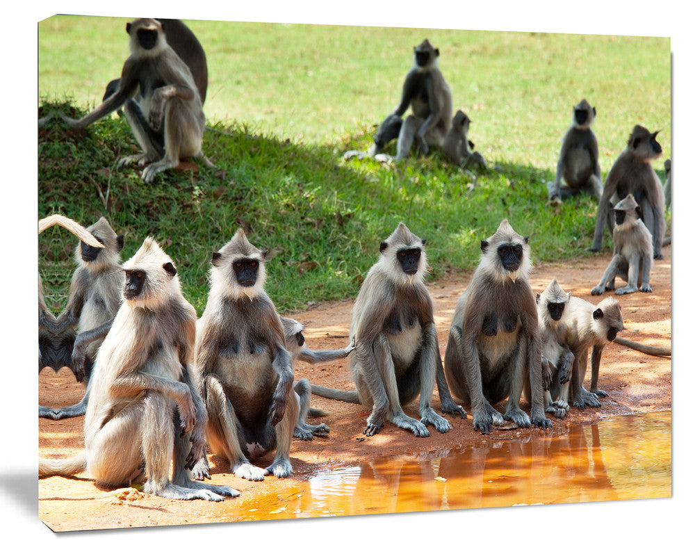 Monkeys in Sri Lanka, African Canvas Art Print, 20"x12"