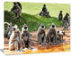 Monkeys in Sri Lanka, African Canvas Art Print, 20"x12"