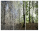 Green Morning in Forest Panorama, Landscape Triptych Canvas Art, 36x28, 3 Panels
