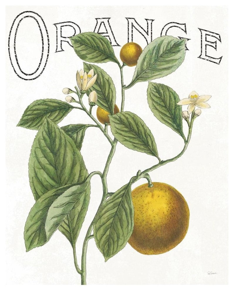 "Classic Citrus VI" Digital Paper Print by Sue Schlabach, 22"x26"