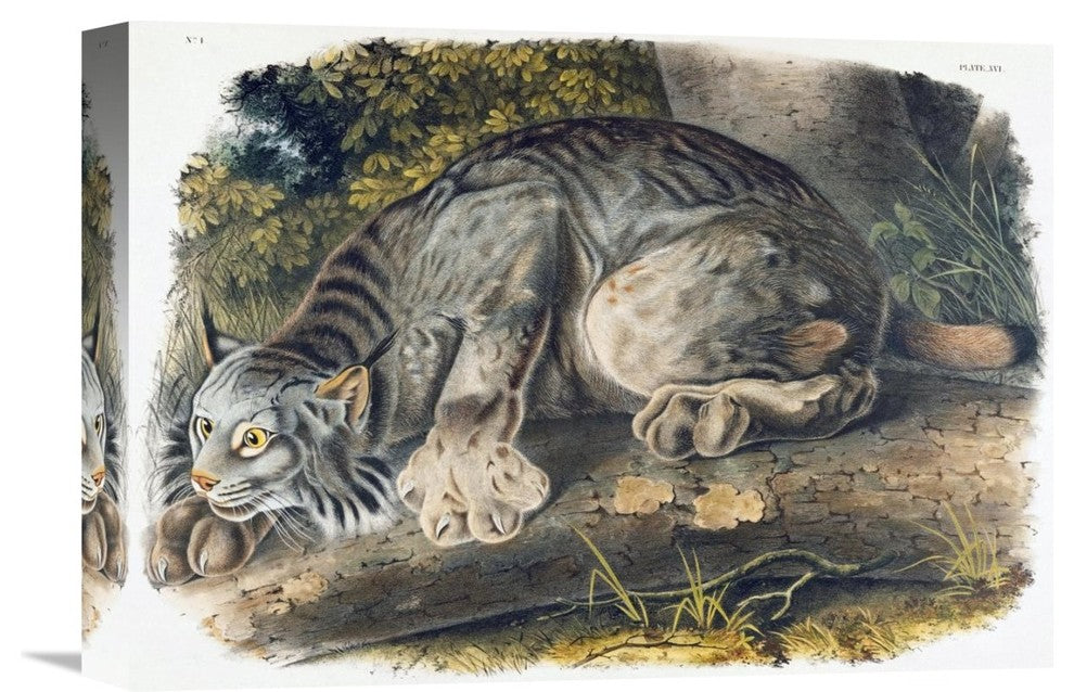 "Canada Lynx" Stretched Canvas Giclee by John James Audubon, 16"x11"