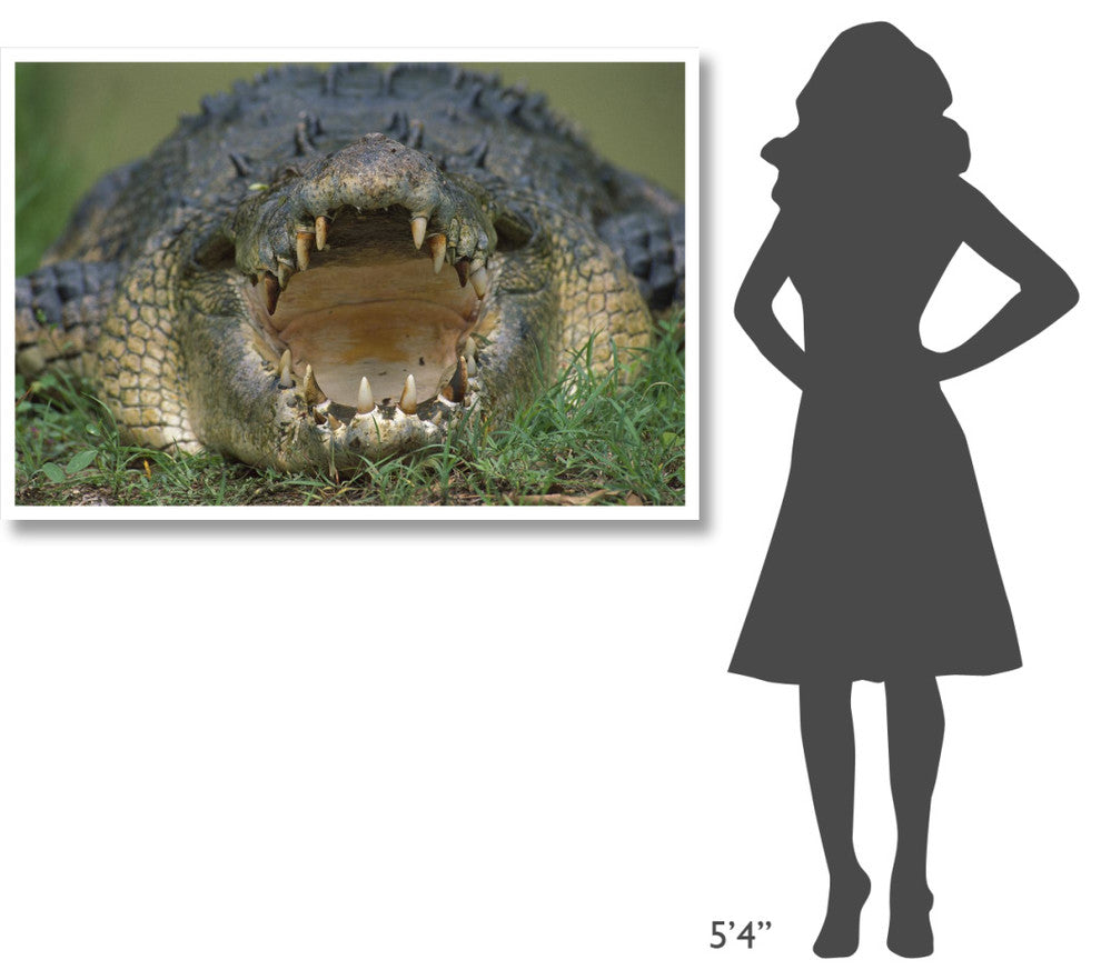 "Saltwater/Estuarine Crocodile, open mouth, Australia" Paper Art, 50"x34"