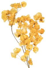 Vickerman Cara Blossom Spray