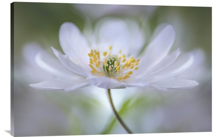 "Nemorosa Nirvana" Stretched Canvas Giclee by Mandy Disher, 30"x20"