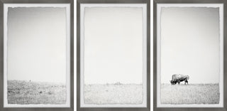 A Lone Bison Triptych, Set of 3, 12x18 Panels