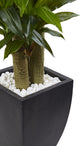 5.5' Corn Stalk Dracaena with Black Wash Planter