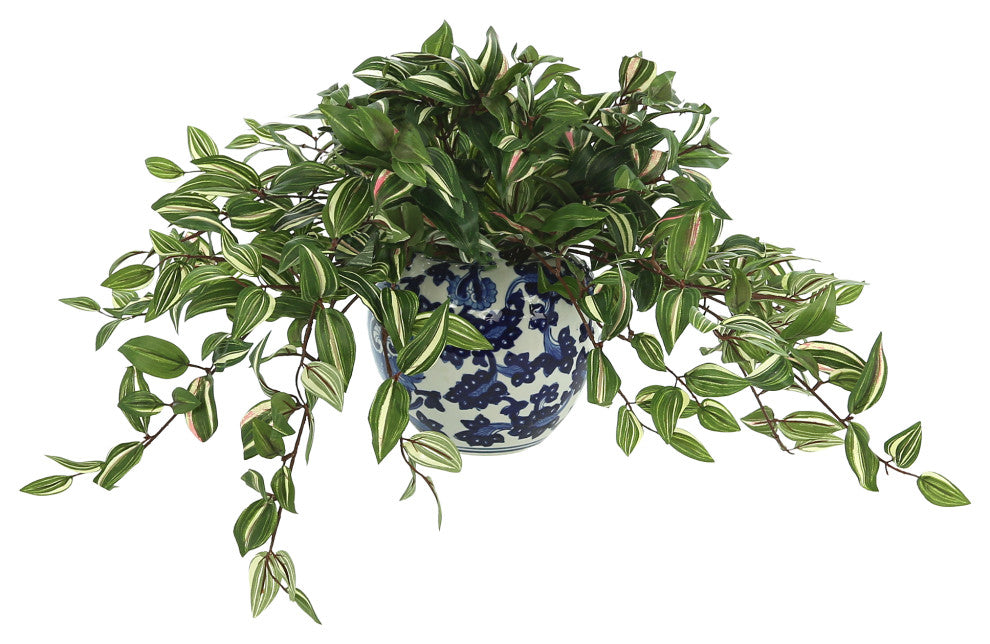 Silver Inch Plant in a Ceramic Vase